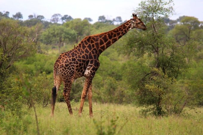 From Johannesburg: 2-Day Safari Into Kruger National Park - Making the Most of Your Experience