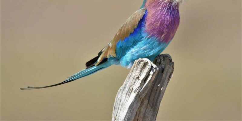 From Johannesburg: 3-Day Kruger National Park Safari - Good To Know