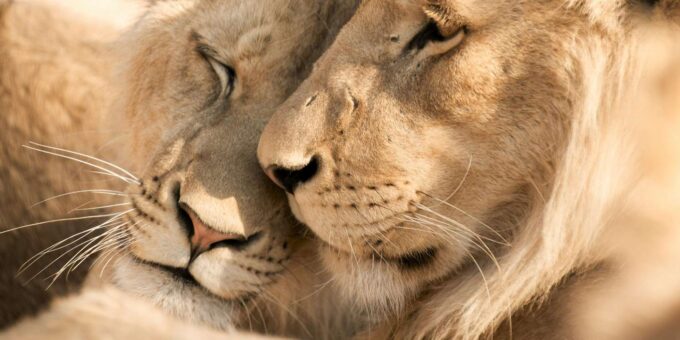 From Johannesburg: 3-Day Kruger National Park Safari - The Sum Up