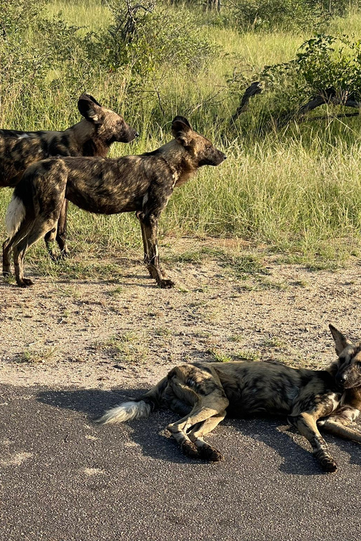 From Johannesburg : 3 Day Kruger Safari and Panorama Tour - Highlights of Day 1 Itinerary
