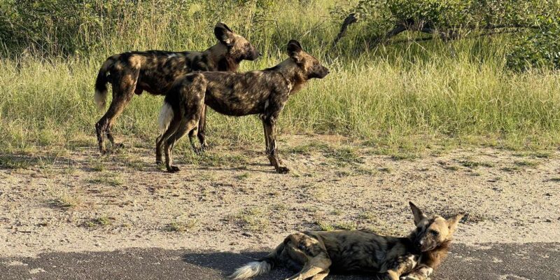 From Johannesburg : 3 Day Kruger Safari and Panorama Tour - Inclusions and Exclusions