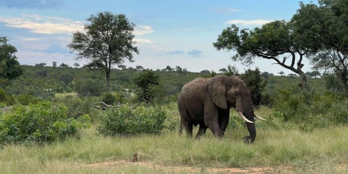From Johannesburg : 3 Day Kruger Safari and Panorama Tour - Frequently Asked Questions