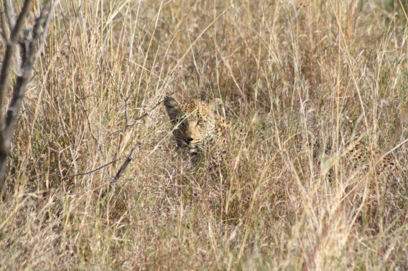 From Johannesburg: Kruger 4 Days Safari - Good To Know