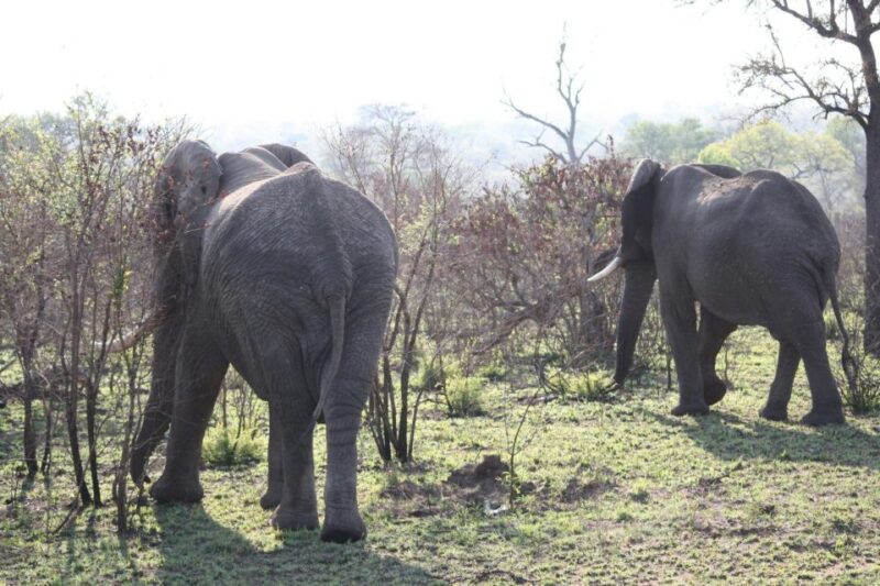From Johannesburg: Kruger 4 Days Safari - Overview and Pricing