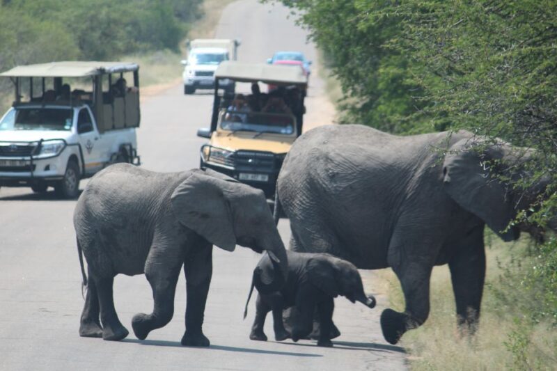 From Johannesburg: Kruger National Park 3-Day Safari - Itinerary and Experience