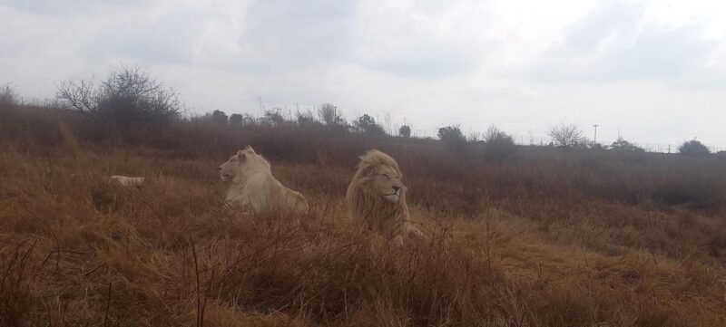 From Johannesburg: Lesedi Cultural Village & Lion Park Tour - Tour Logistics