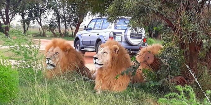 From Johannesburg : Lion Park Tour With Lesedi Village Tour - The Sum Up