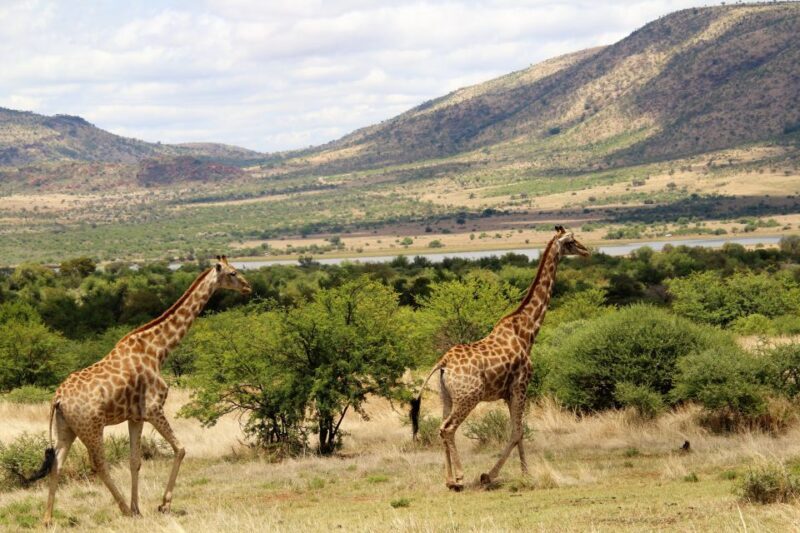 From Johannesburg: Pilanesberg Nature Reserve Game Safari - Who Should Book This Tour?
