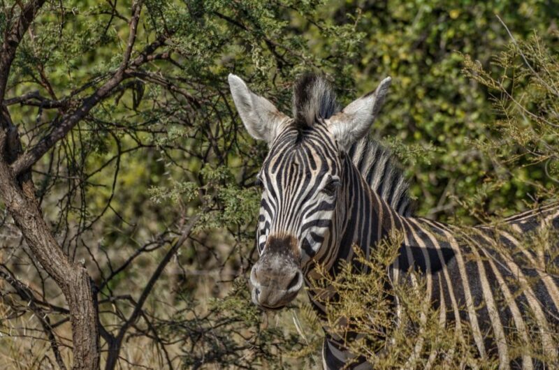 From Johannesburg: Pilanesberg Nature Reserve Game Safari - Frequently Asked Questions