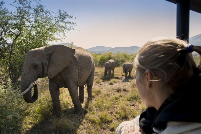 From Johannesburg: Pilanesberg Nature Reserve Game Safari - Wrapping It Up