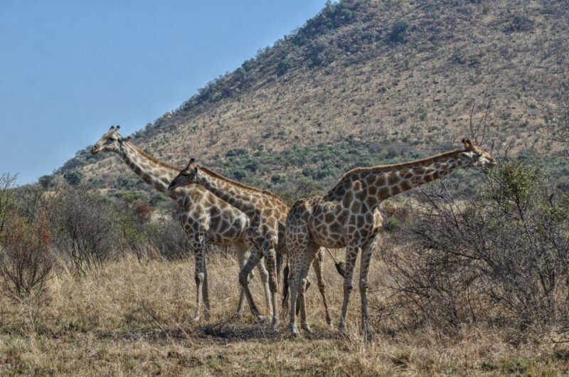 From Johannesburg: Pilanesberg Nature Reserve Game Safari - Getting to Pilanesberg