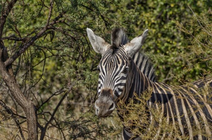 From Johannesburg: Pilanesberg Nature Reserve Game Safari - What to Expect on the Safari