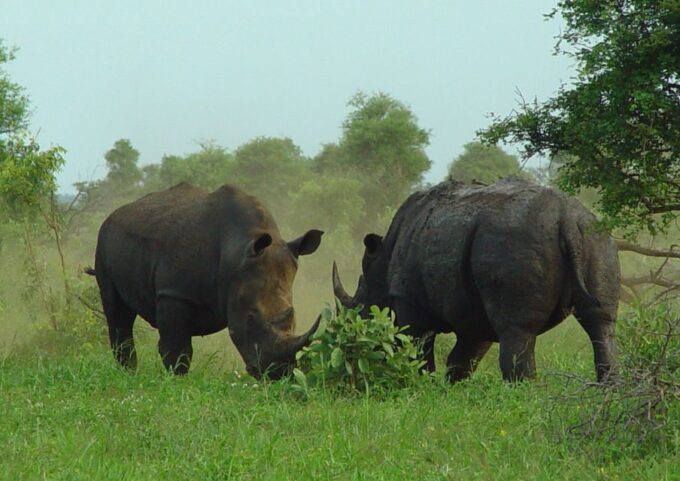 From Johannesburg: Pilanesberg Nature Reserve Game Safari - Frequently Asked Questions