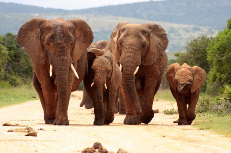 From Johannesburg: Pilanesberg Wildlife Safari - Key Points