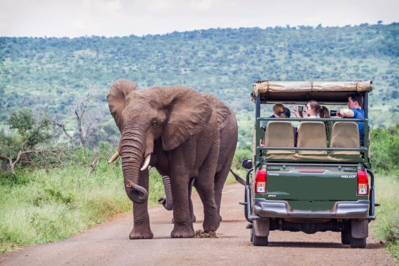 From Johannesburg: Pilanesberg Wildlife Safari - An Honest Look at the Experience