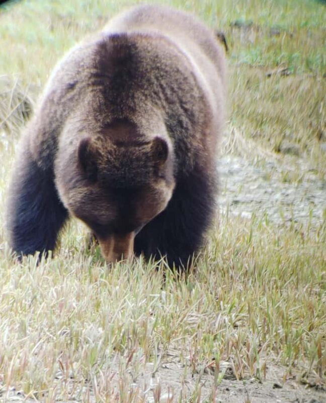From Juneau: Exclusive Tongass Locally Guided Bear Viewing - Key Points