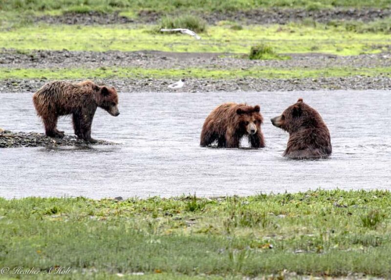 From Juneau: Pack Creek Bear Viewing Adventure - Key Points