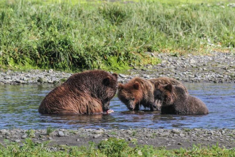 From Juneau: Pack Creek Bear Viewing Adventure - An In-Depth Look at the Pack Creek Bear Viewing Adventure