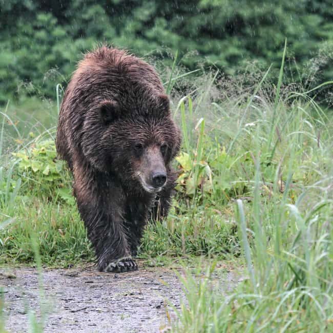 From Juneau: Pack Creek Bear Viewing Adventure - FAQs