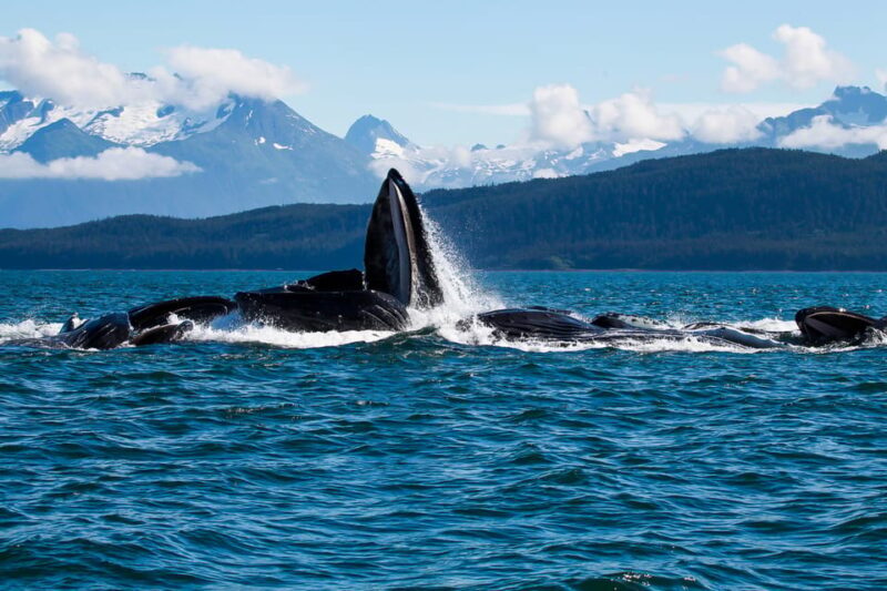 From Juneau: Whale Watching Cruise with Snacks - An In-Depth Look at the Whale Watching Experience