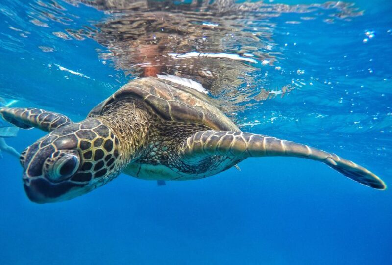 From Kaanapali: Afternoon West Maui Snorkeling w/ Drinks - Who Should Book This Tour?