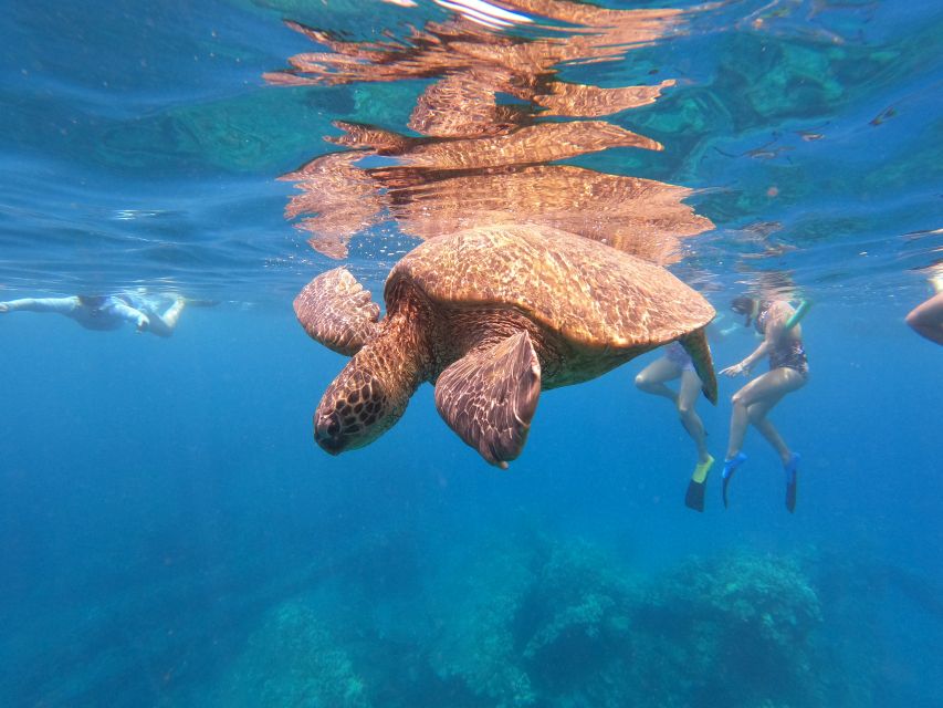 From Kaanapali Beach: West Maui Half-Day Snorkel Adventure - Highlights of the Adventure