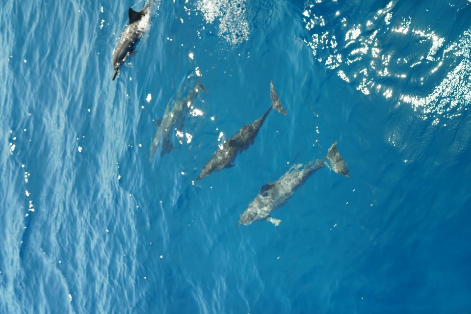 From Kaanapali Beach: West Maui Half-Day Snorkel Adventure - Meeting Point and Arrival