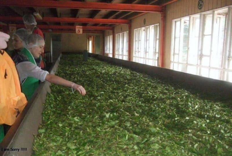 From Kandy: All Inclusive Kandy, Pinnawala & Tea Plantation - Key Points