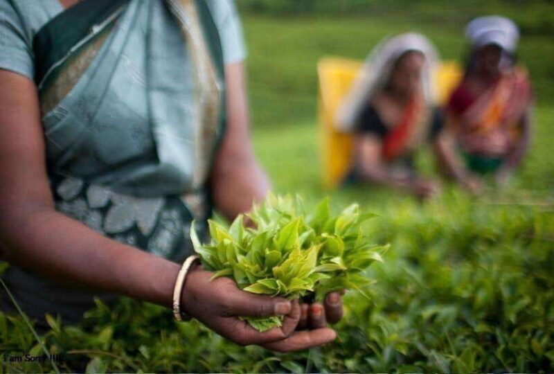 From Kandy: All Inclusive Kandy, Pinnawala & Tea Plantation - Is It Worth the Price?