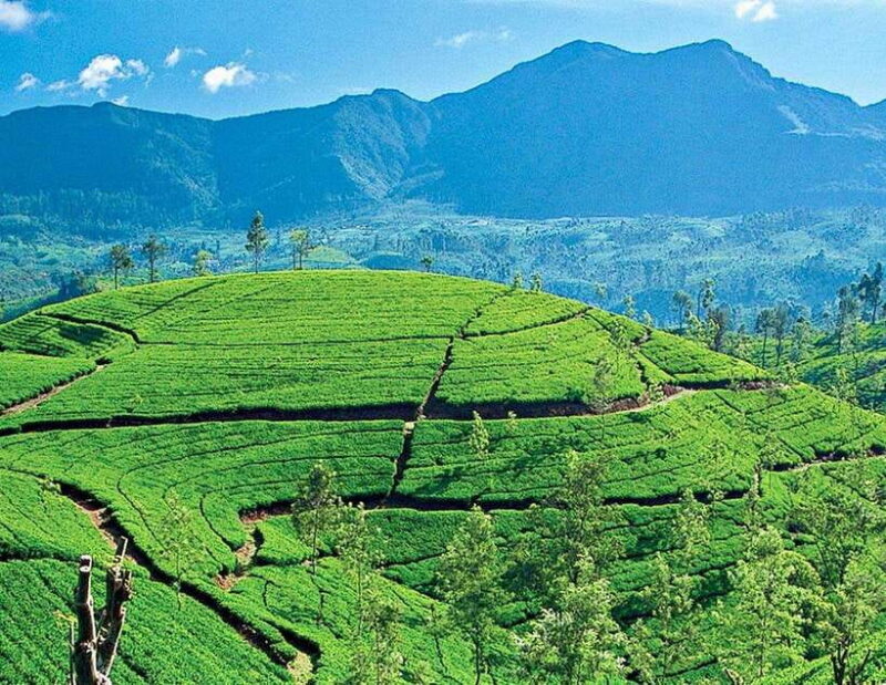 From Kandy: Ella private Day Tour With Train Ride - From Kandy: Ella Private Day Tour With Train Ride — An In-Depth Review