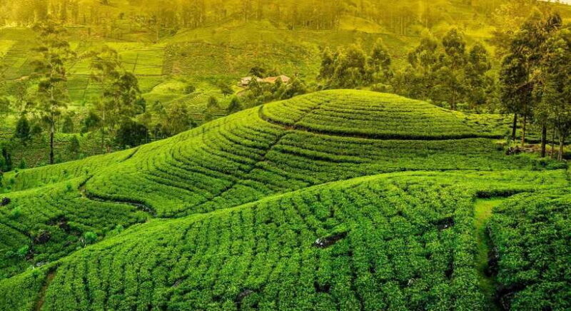 From Kandy: Ella private Day Tour With Train Ride - An overview of the experience