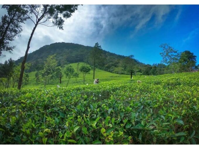 From Kandy: James Taylor's Tea Tour (The Tale of Ceylon Tea) - Important Information