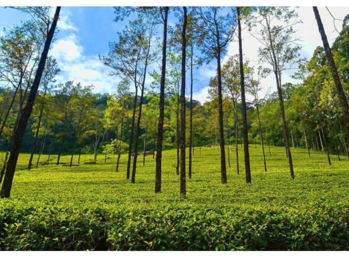 From Kandy: James Taylor's Tea Tour (The Tale of Ceylon Tea) - Frequently Asked Questions