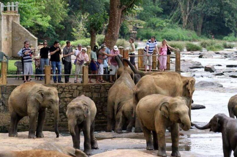 From Kandy: Kandy To Pinnawala Day Tour by Tuk Tuk - Introduction: An Authentic Sri Lankan Day