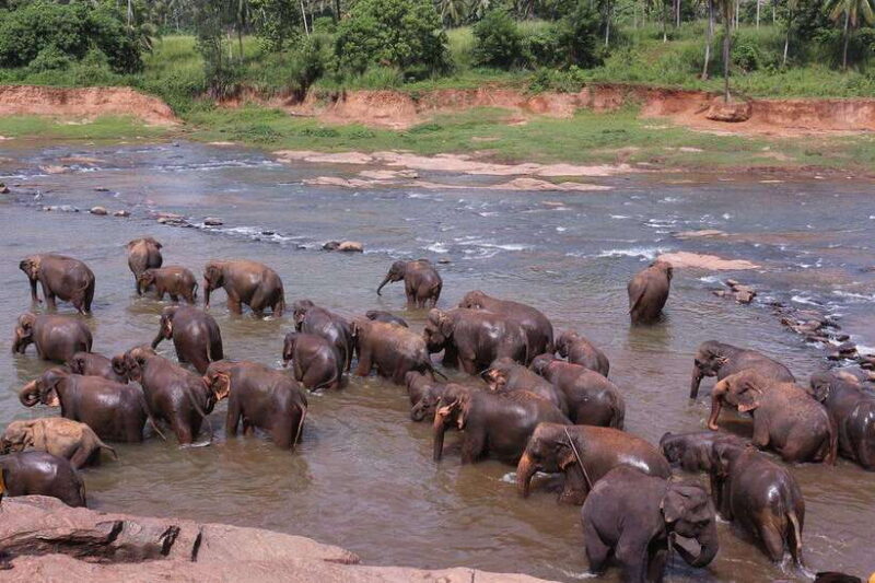 From Kandy: Kandy To Pinnawala Day Tour by Tuk Tuk - The Value and Who Should Consider This Tour