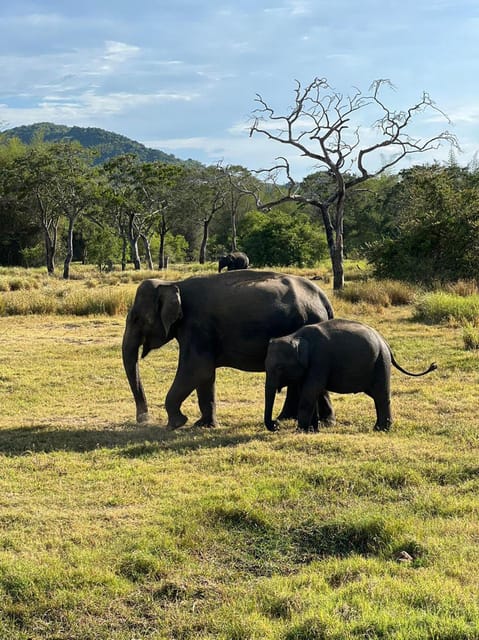 From Kandy: Sigiriya, Dambulla, and Minneriya Day Trip - Pickup and Drop-off
