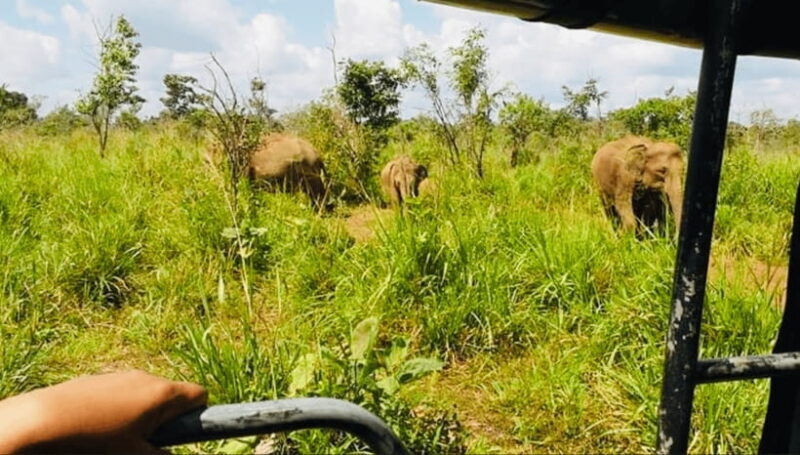 From Kandy: Sigiriya Rock Fortress and Wildlife Safari - Key Points