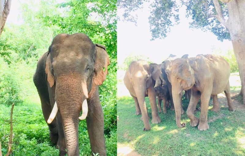 From Kandy: Sigiriya Transfer With Safari and Dambulla Rock - Important Information