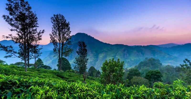 From Kandy to Nuwaraeliya or Nanu Oya Train Station Transfer - Inclusions and Accessibility
