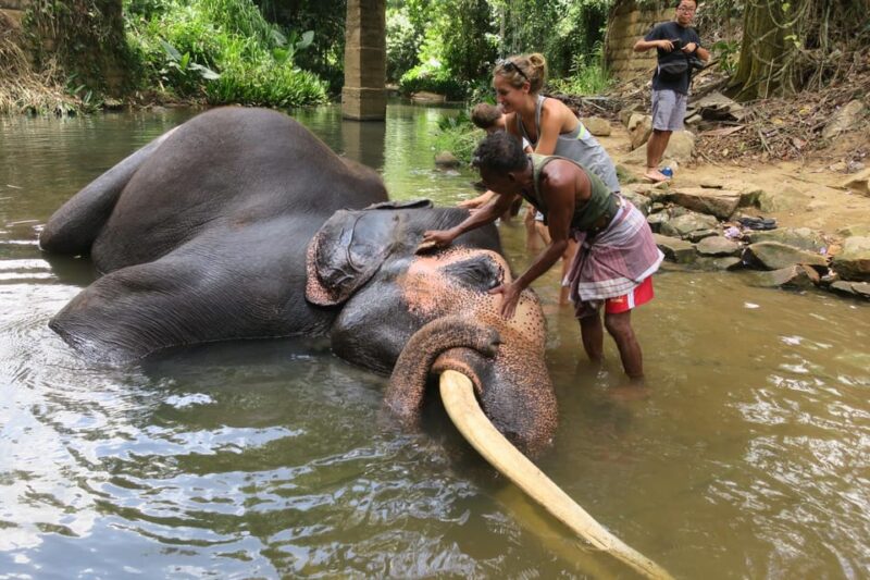 From Kandy To Pinnawala Private Day Tour - Tour Inclusions