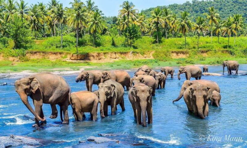 From Kandy To Pinnawala Private Day Tour via Ambuluwawa - Key Points