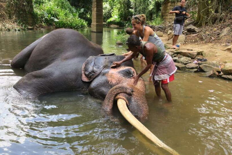 From Kandy To Pinnawala Private Day Tour via Ambuluwawa - The Authentic Value of This Tour