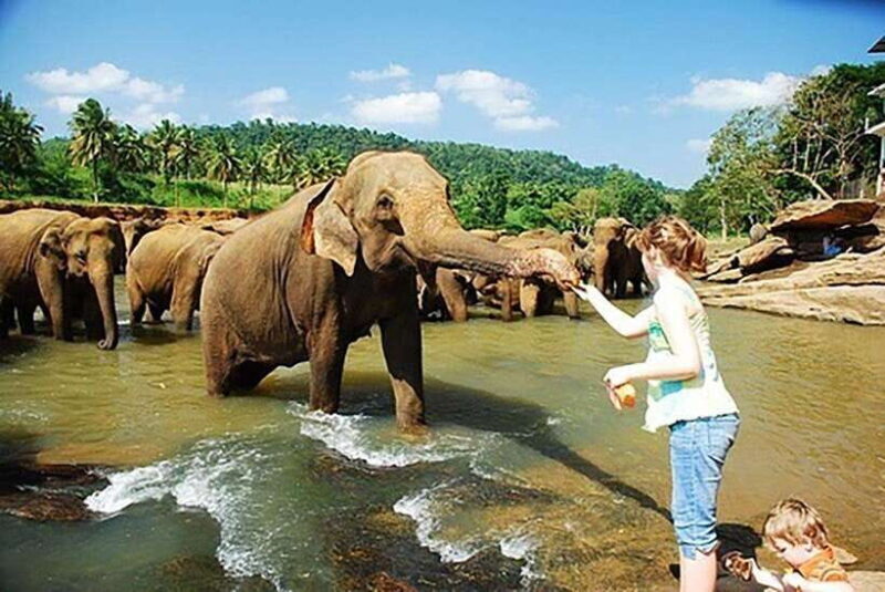 From Kandy to Sigiriya, Pinnawala Day Return Tour By Car - Key Points