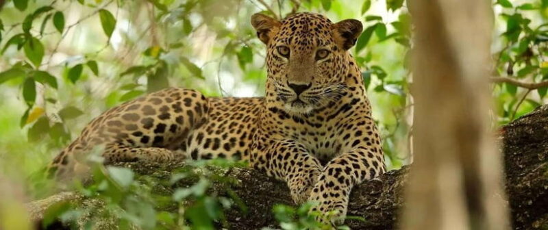 From Kandy: Wilpattu National Park Safari with Hotel Pickup - A Detailed Look at the Safari Experience
