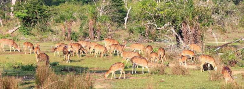 From Kandy: Wilpattu National Park Safari with Hotel Pickup - Who Will Enjoy This Tour?