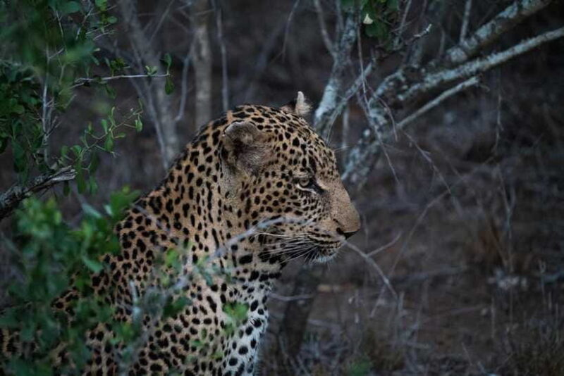 From Kandy: Wilpattu National Park Safari with Hotel Pickup - The Sum Up: Is It Worth It?