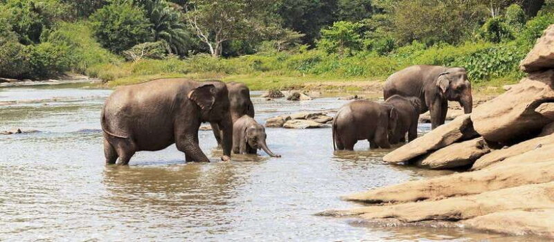 From Kandy: Wilpattu National Park Safari with Hotel Pickup - FAQ