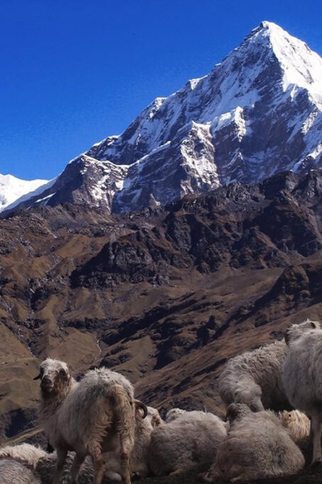 From Kathmandu: 14 Day Khopra Hill,Khayer Lake PoonHill Trek - Tips for Travelers