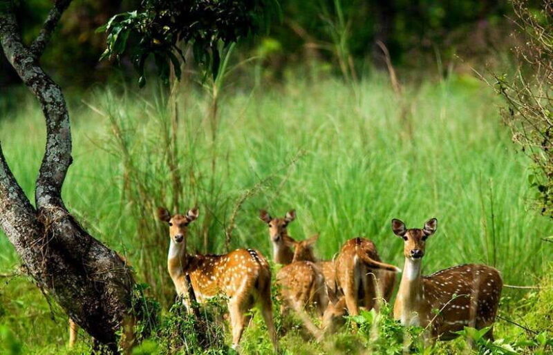 From Kathmandu: 4-Day Chitwan National Park Tour - Introduction: An Authentic Nepal Jungle Escape