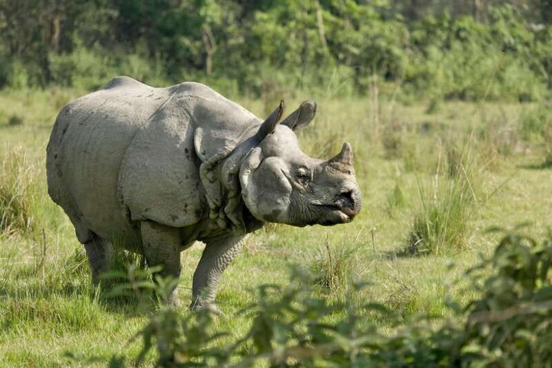 From Kathmandu: 4-Day Chitwan National Park Tour - The Experience: Value and Comfort